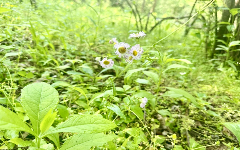 Tract A John Orr Road, Independence, West Virginia 26374, ,Lots/land,For Sale,John Orr,10165046