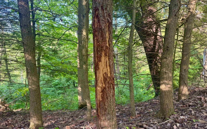 Tract A John Orr Road, Independence, West Virginia 26374, ,Lots/land,For Sale,John Orr,10165046