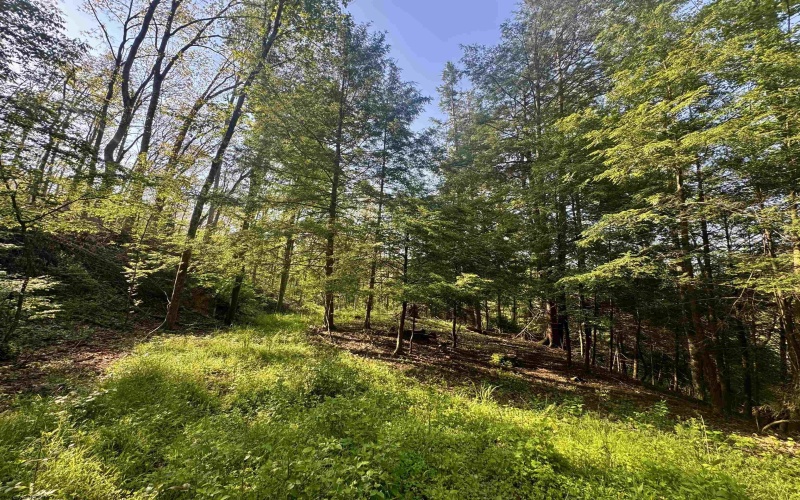 Tract A John Orr Road, Independence, West Virginia 26374, ,Lots/land,For Sale,John Orr,10165046