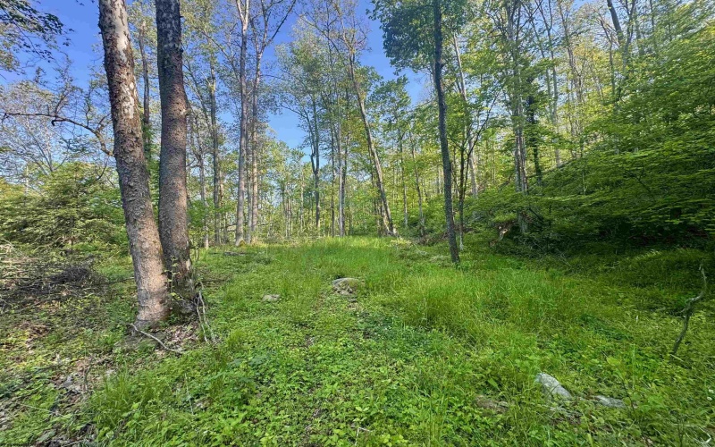 Tract A John Orr Road, Independence, West Virginia 26374, ,Lots/land,For Sale,John Orr,10165046