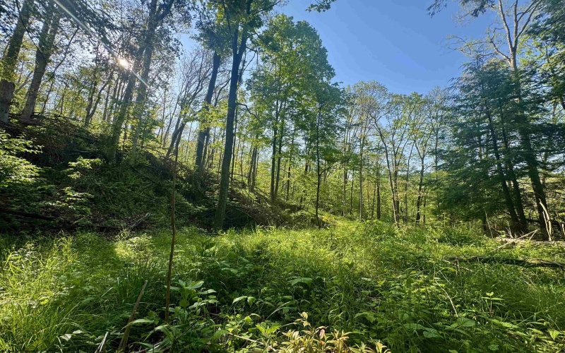 Tract A John Orr Road, Independence, West Virginia 26374, ,Lots/land,For Sale,John Orr,10165046
