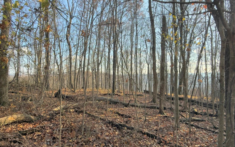 381 WEST HILL Road, Grafton, West Virginia 26354, ,Lots/land,For Sale,WEST HILL,10162724