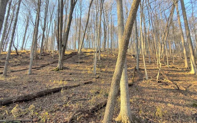 381 WEST HILL Road, Grafton, West Virginia 26354, ,Lots/land,For Sale,WEST HILL,10162724