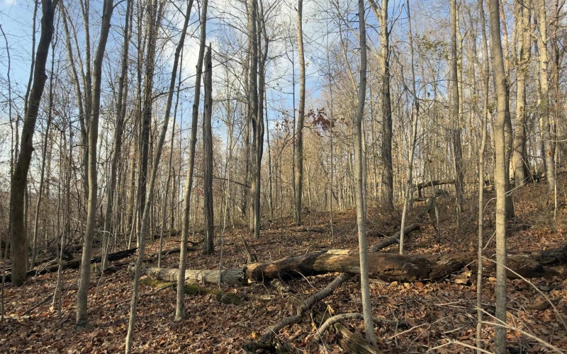 381 WEST HILL Road, Grafton, West Virginia 26354, ,Lots/land,For Sale,WEST HILL,10162724