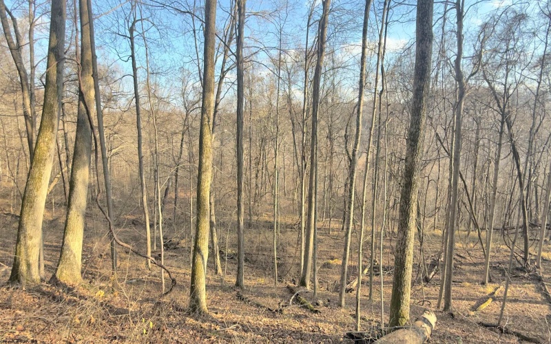 381 WEST HILL Road, Grafton, West Virginia 26354, ,Lots/land,For Sale,WEST HILL,10162724