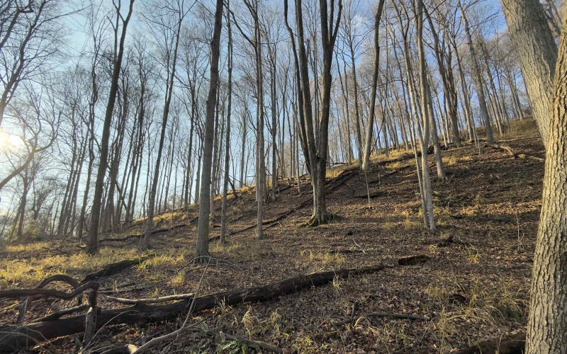 381 WEST HILL Road, Grafton, West Virginia 26354, ,Lots/land,For Sale,WEST HILL,10162724