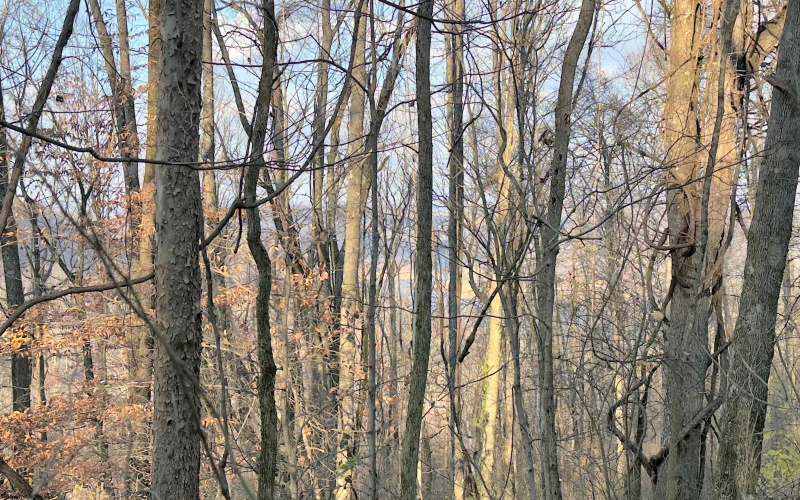 381 WEST HILL Road, Grafton, West Virginia 26354, ,Lots/land,For Sale,WEST HILL,10162724