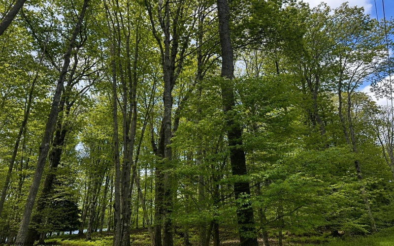 Lots 175 & 176 Laurel Circle, Terra Alta, West Virginia 26764, ,Lots/land,For Sale,Laurel,10165094 Lots 175 & 176 Laurel Circle, Terra Alta, West Virginia 26764, ,Lots/land,For Sale,Laurel,10165094