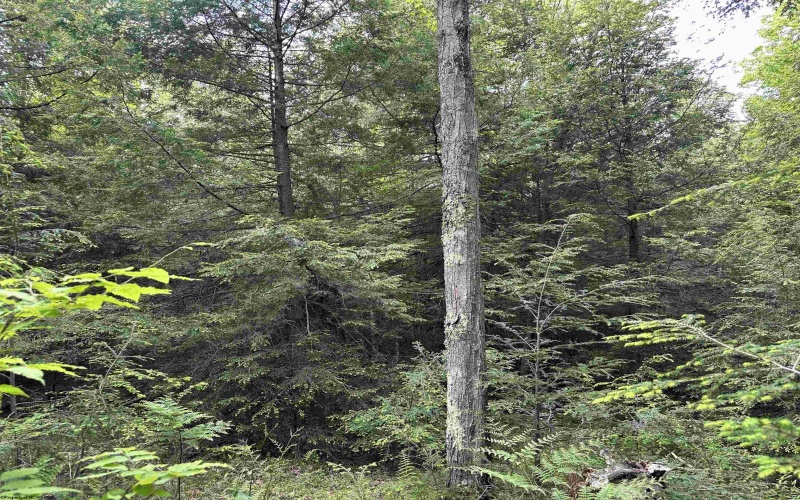 Lots 92 and 93 Gondola Court, Davis, West Virginia 26260, ,Lots/land,For Sale,Gondola,10165112