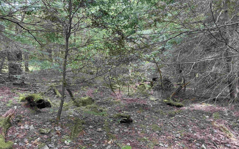 Lots 92 and 93 Gondola Court, Davis, West Virginia 26260, ,Lots/land,For Sale,Gondola,10165112
