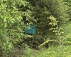 Lots 92 and 93 Gondola Court, Davis, West Virginia 26260, ,Lots/land,For Sale,Gondola,10165112