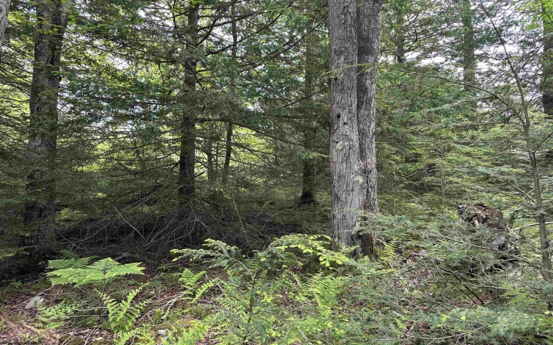 Lots 92 and 93 Gondola Court, Davis, West Virginia 26260, ,Lots/land,For Sale,Gondola,10165112