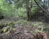 Lot 7 Tuscan Ridge Road, Davis, West Virginia 26260, ,Lots/land,For Sale,Tuscan Ridge,10165115