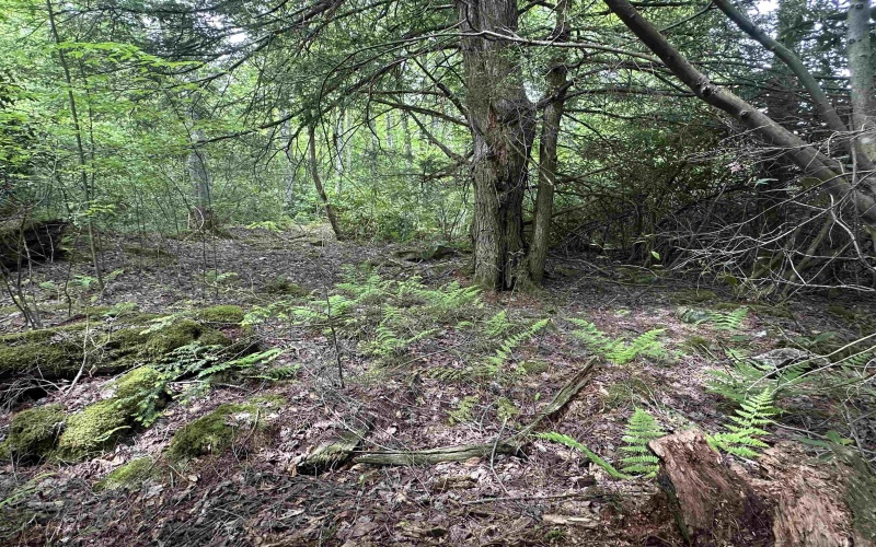 Lot 7 Tuscan Ridge Road, Davis, West Virginia 26260, ,Lots/land,For Sale,Tuscan Ridge,10165115