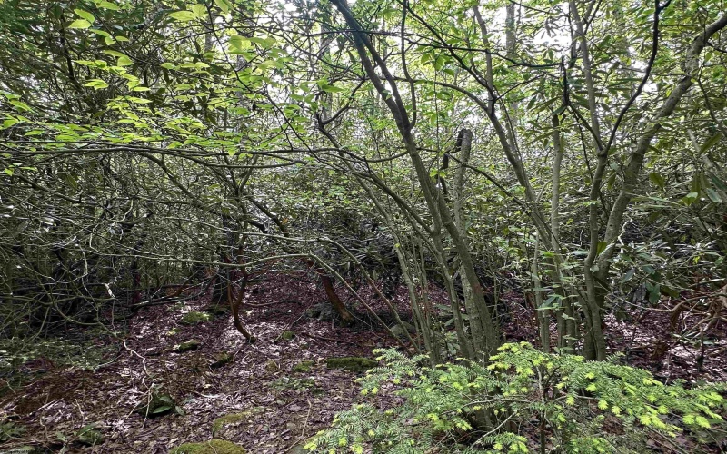 Lot 7 Tuscan Ridge Road, Davis, West Virginia 26260, ,Lots/land,For Sale,Tuscan Ridge,10165115
