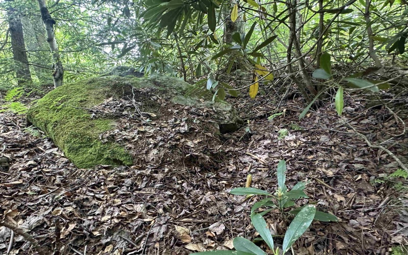 Lot 7 Tuscan Ridge Road, Davis, West Virginia 26260, ,Lots/land,For Sale,Tuscan Ridge,10165115