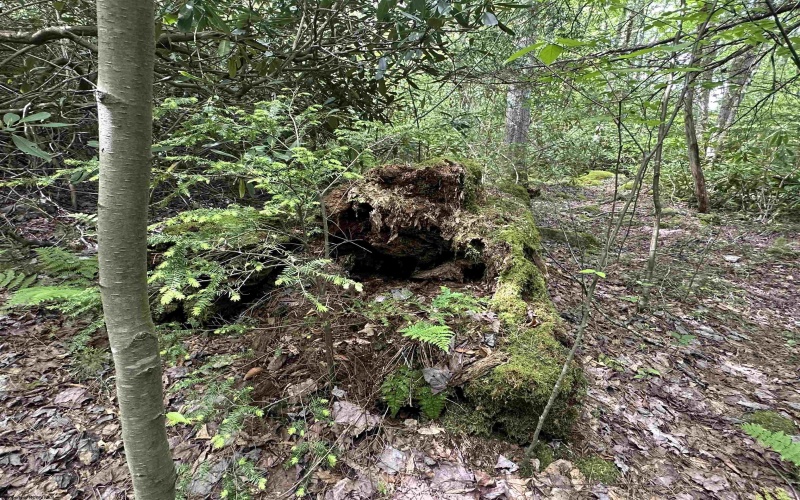 Lot 7 Tuscan Ridge Road, Davis, West Virginia 26260, ,Lots/land,For Sale,Tuscan Ridge,10165115