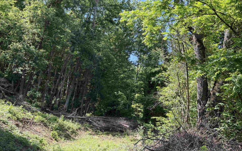 TBD Sandy Drive, Grafton, West Virginia 26354, ,Lots/land,For Sale,Sandy,10165137 TBD Sandy Drive, Grafton, West Virginia 26354, ,Lots/land,For Sale,Sandy,10165137