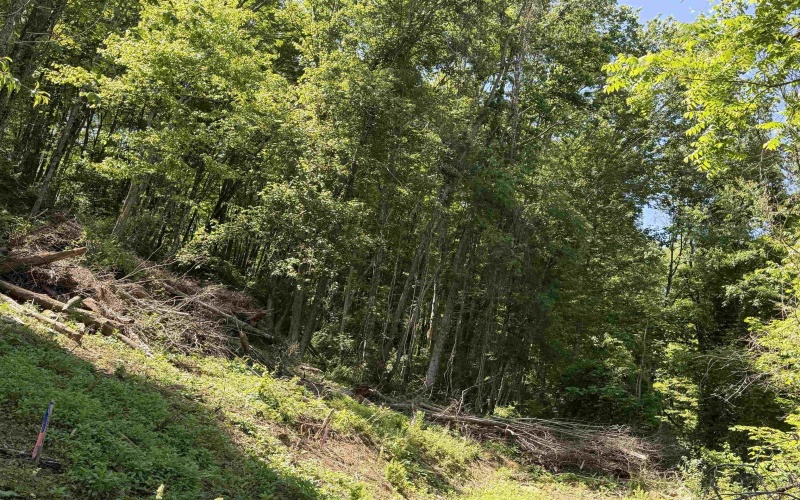 TBD Sandy Drive, Grafton, West Virginia 26354, ,Lots/land,For Sale,Sandy,10165137 TBD Sandy Drive, Grafton, West Virginia 26354, ,Lots/land,For Sale,Sandy,10165137