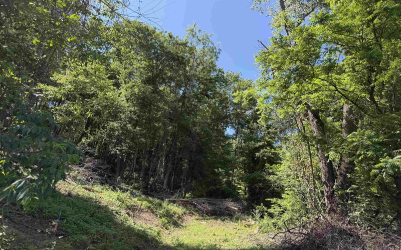TBD Sandy Drive, Grafton, West Virginia 26354, ,Lots/land,For Sale,Sandy,10165137 TBD Sandy Drive, Grafton, West Virginia 26354, ,Lots/land,For Sale,Sandy,10165137