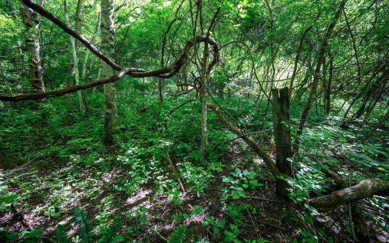 Lot 1 Hecks Run, Rivesville, West Virginia 26588, ,Lots/land,For Sale,Hecks,10165172 Lot 1 Hecks Run, Rivesville, West Virginia 26588, ,Lots/land,For Sale,Hecks,10165172