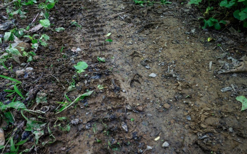 Lot 1 Hecks Run, Rivesville, West Virginia 26588, ,Lots/land,For Sale,Hecks,10165172 Lot 1 Hecks Run, Rivesville, West Virginia 26588, ,Lots/land,For Sale,Hecks,10165172