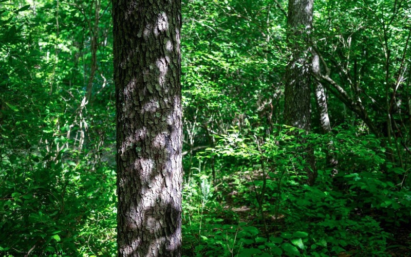 Lot 1 Hecks Run, Rivesville, West Virginia 26588, ,Lots/land,For Sale,Hecks,10165172 Lot 1 Hecks Run, Rivesville, West Virginia 26588, ,Lots/land,For Sale,Hecks,10165172