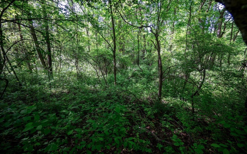 Lot 1 Hecks Run, Rivesville, West Virginia 26588, ,Lots/land,For Sale,Hecks,10165172 Lot 1 Hecks Run, Rivesville, West Virginia 26588, ,Lots/land,For Sale,Hecks,10165172