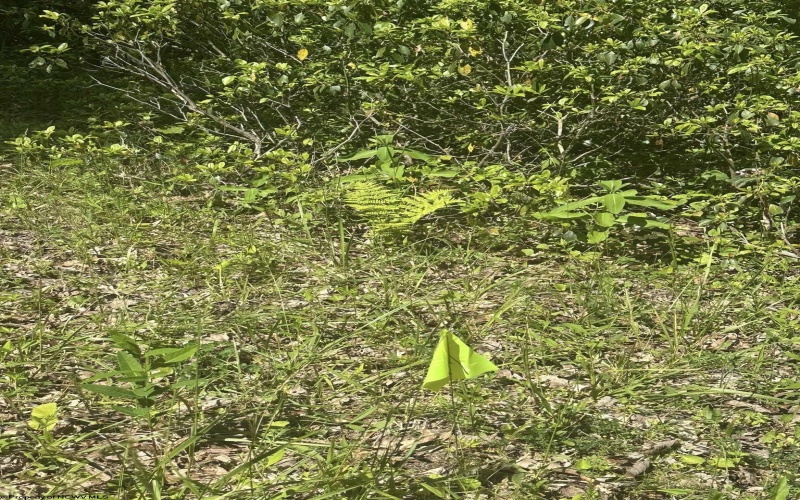 Lot 65 Pine Drive, Terra Alta, West Virginia 26764, ,Lots/land,For Sale,Pine,10165197 Lot 65 Pine Drive, Terra Alta, West Virginia 26764, ,Lots/land,For Sale,Pine,10165197
