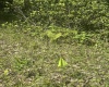 Lot 65 Pine Drive, Terra Alta, West Virginia 26764, ,Lots/land,For Sale,Pine,10165197 Lot 65 Pine Drive, Terra Alta, West Virginia 26764, ,Lots/land,For Sale,Pine,10165197