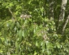 Lot 65 Pine Drive, Terra Alta, West Virginia 26764, ,Lots/land,For Sale,Pine,10165197 Lot 65 Pine Drive, Terra Alta, West Virginia 26764, ,Lots/land,For Sale,Pine,10165197