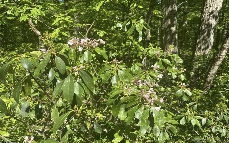 Lot 65 Pine Drive, Terra Alta, West Virginia 26764, ,Lots/land,For Sale,Pine,10165197 Lot 65 Pine Drive, Terra Alta, West Virginia 26764, ,Lots/land,For Sale,Pine,10165197