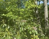 Lot 65 Pine Drive, Terra Alta, West Virginia 26764, ,Lots/land,For Sale,Pine,10165197 Lot 65 Pine Drive, Terra Alta, West Virginia 26764, ,Lots/land,For Sale,Pine,10165197