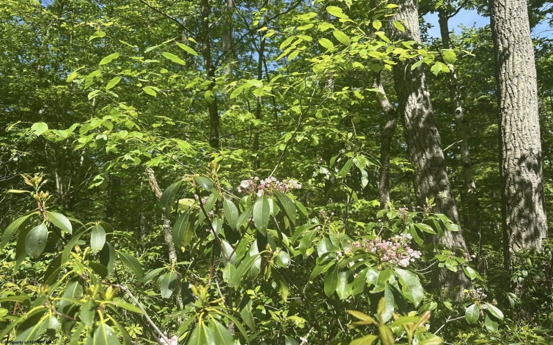 Lot 65 Pine Drive, Terra Alta, West Virginia 26764, ,Lots/land,For Sale,Pine,10165197 Lot 65 Pine Drive, Terra Alta, West Virginia 26764, ,Lots/land,For Sale,Pine,10165197