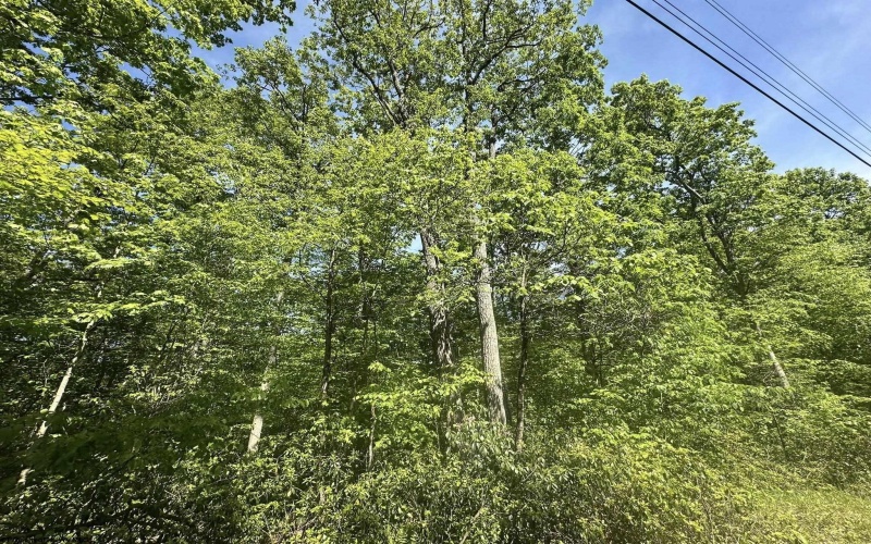 Lot 65 Pine Drive, Terra Alta, West Virginia 26764, ,Lots/land,For Sale,Pine,10165197 Lot 65 Pine Drive, Terra Alta, West Virginia 26764, ,Lots/land,For Sale,Pine,10165197