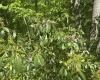 Lot 65 Pine Drive, Terra Alta, West Virginia 26764, ,Lots/land,For Sale,Pine,10165197 Lot 65 Pine Drive, Terra Alta, West Virginia 26764, ,Lots/land,For Sale,Pine,10165197