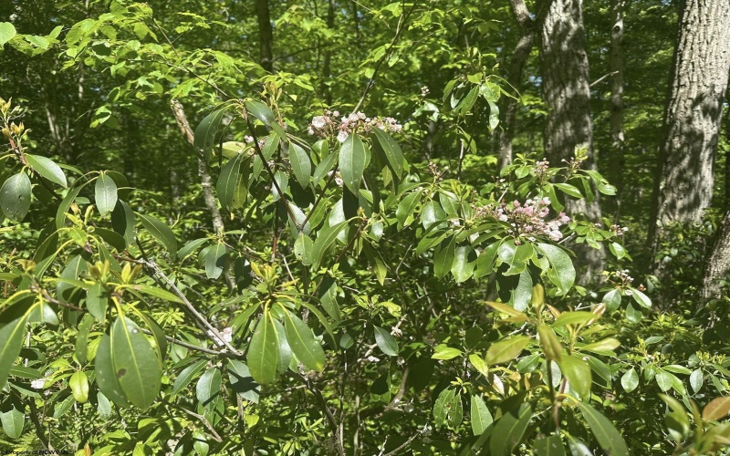 Lot 65 Pine Drive, Terra Alta, West Virginia 26764, ,Lots/land,For Sale,Pine,10165197 Lot 65 Pine Drive, Terra Alta, West Virginia 26764, ,Lots/land,For Sale,Pine,10165197