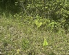 Lot 65 Pine Drive, Terra Alta, West Virginia 26764, ,Lots/land,For Sale,Pine,10165197 Lot 65 Pine Drive, Terra Alta, West Virginia 26764, ,Lots/land,For Sale,Pine,10165197