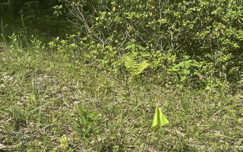 Lot 65 Pine Drive, Terra Alta, West Virginia 26764, ,Lots/land,For Sale,Pine,10165197 Lot 65 Pine Drive, Terra Alta, West Virginia 26764, ,Lots/land,For Sale,Pine,10165197
