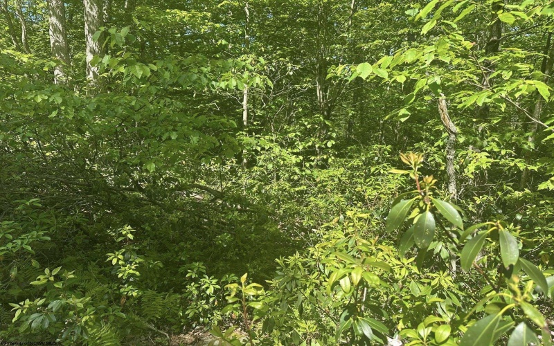 Lot 65 Pine Drive, Terra Alta, West Virginia 26764, ,Lots/land,For Sale,Pine,10165197 Lot 65 Pine Drive, Terra Alta, West Virginia 26764, ,Lots/land,For Sale,Pine,10165197