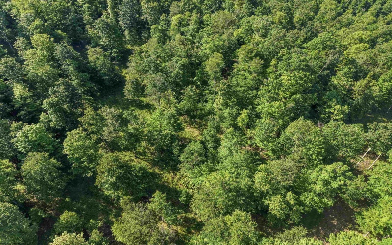 TBD Seng Run Road, French Creek, West Virginia 26218, ,Lots/land,For Sale,Seng Run,10165206
