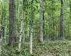 TBD Keiths Fork Road, Weston, West Virginia 26452, ,Lots/land,For Sale,Keiths Fork,10165215