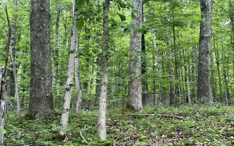 TBD Keiths Fork Road, Weston, West Virginia 26452, ,Lots/land,For Sale,Keiths Fork,10165215