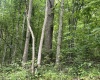 TBD Keiths Fork Road, Weston, West Virginia 26452, ,Lots/land,For Sale,Keiths Fork,10165215