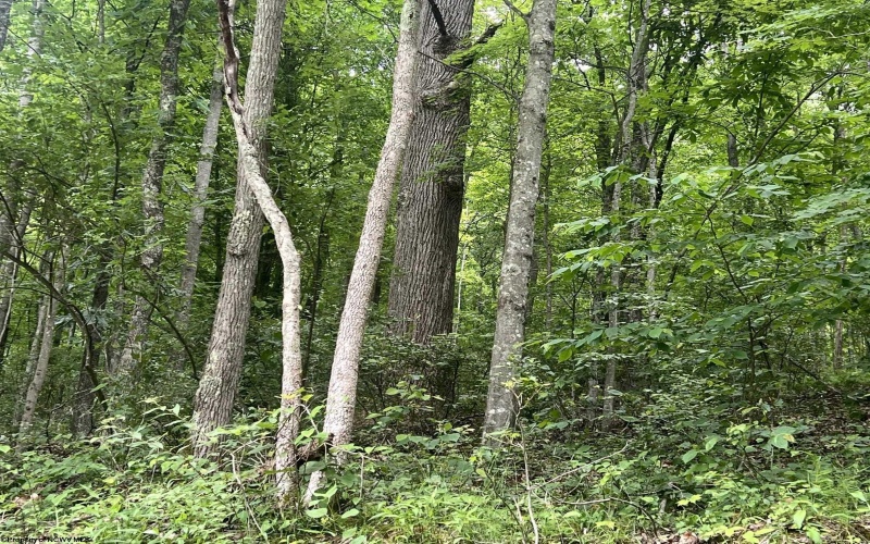 TBD Keiths Fork Road, Weston, West Virginia 26452, ,Lots/land,For Sale,Keiths Fork,10165215
