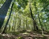 TBD Calvert Shaver Road, Rowlesburg, West Virginia 26425, ,Lots/land,For Sale,Calvert Shaver,10165251