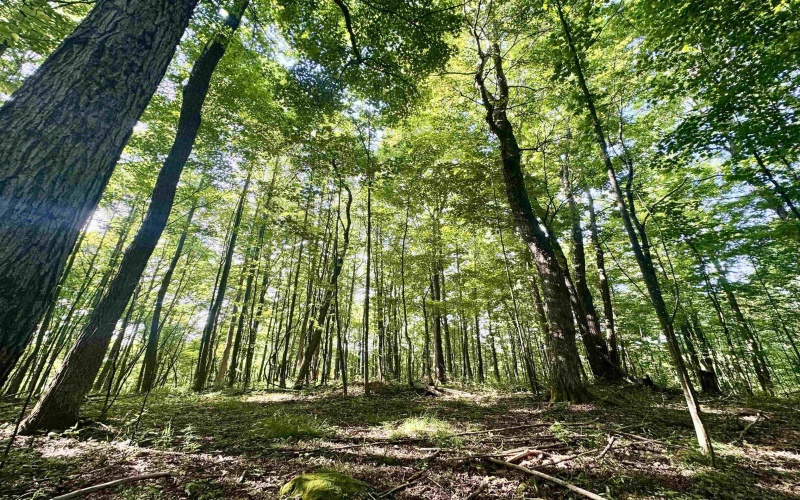 TBD Calvert Shaver Road, Rowlesburg, West Virginia 26425, ,Lots/land,For Sale,Calvert Shaver,10165251