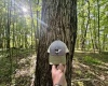 TBD Calvert Shaver Road, Rowlesburg, West Virginia 26425, ,Lots/land,For Sale,Calvert Shaver,10165251