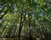 TBD Calvert Shaver Road, Rowlesburg, West Virginia 26425, ,Lots/land,For Sale,Calvert Shaver,10165251
