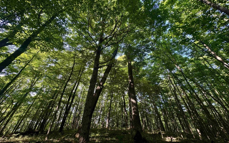 TBD Calvert Shaver Road, Rowlesburg, West Virginia 26425, ,Lots/land,For Sale,Calvert Shaver,10165251